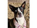Adopt New York a Black Border Collie / Mixed dog in Phenix City, AL (40589968)