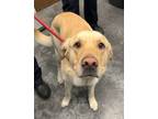 Adopt Maxwell a Tan/Yellow/Fawn Labrador Retriever / Mixed dog in Moncks Corner