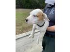 Adopt PUP#1/WALDEN WOODS/AVAILABLE 01/23/24 a White Mixed Breed (Large) / Mixed