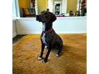 Adopt Gibson a Brindle Plott Hound / Mixed dog in Kenedy, TX (40589431)