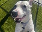 Adopt MR. PEABODY a White American Pit Bull Terrier / Mixed Breed (Medium) /