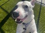 Adopt MR. PEABODY a White American Pit Bull Terrier / Mixed dog in Atlanta