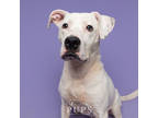 Adopt LANA a White American Pit Bull Terrier / Mixed Breed (Medium) / Mixed