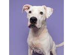 Adopt LANA a White American Pit Bull Terrier / Mixed dog in Port St Lucie