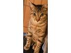 Adopt Briggs a Brown Tabby Domestic Shorthair / Mixed Breed (Medium) / Mixed