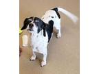 Adopt Jenny a Black Beagle / Mixed Breed (Medium) / Mixed (short coat) dog in