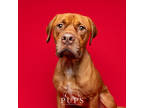 Adopt CLIFFORD a Brown/Chocolate Mixed Breed (Large) / Mixed dog in Port St