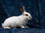 Adopt Dandy a White English Spot / Mixed (short coat) rabbit in Antioch