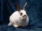 Adopt Daniel a White English Spot / Mixed rabbit in Antioch, CA (40588476)