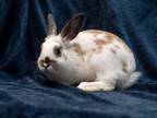 Adopt Luigi a White English Spot / Mixed rabbit in Antioch, CA (40588474)