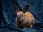 Adopt Samuel a American / Mixed (short coat) rabbit in Antioch, CA (40588473)