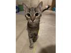 Adopt Percy a Gray, Blue or Silver Tabby American Shorthair / Mixed (short coat)