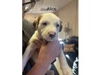 Adopt Alice (MM) a Greyhound dog in San Angelo, TX (40588116)