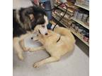 Adopt Fred a Gray/Silver/Salt & Pepper - with White Great Pyrenees / Husky /