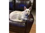 Adopt Margo a White German Shepherd Dog / Mixed dog in Pattison, TX (39136158)