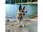 Adopt Jane a Black Shepherd (Unknown Type) / Mixed dog in Kenedy, TX (40587709)