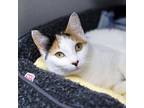 Adopt Raindrop a White Domestic Shorthair / Domestic Shorthair / Mixed cat in
