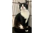 Adopt Arlee a All Black Domestic Shorthair / Domestic Shorthair / Mixed cat in