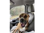 Adopt Stray-Summer P a Brown/Chocolate Mixed Breed (Large) / Mixed dog in