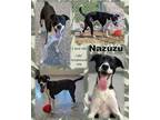 Adopt Nazuzu a Black Labrador Retriever / Mixed Breed (Medium) / Mixed (short