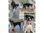 Adopt Nazuzu a Black Labrador Retriever / Mixed dog in Franklin, IN (39289548)