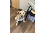 Adopt Daisy a Tan/Yellow/Fawn Labrador Retriever / Mixed dog in Cashiers