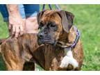 Adopt Wilma a Black Boxer / Mixed Breed (Medium) / Mixed (short coat) dog in