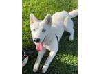 Adopt YASMIN a White Husky / Mixed Breed (Medium) / Mixed (short coat) dog in