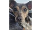Adopt Flint a Gray/Blue/Silver/Salt & Pepper Terrier (Unknown Type