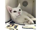 Adopt Ciara a White Domestic Shorthair / Domestic Shorthair / Mixed cat in