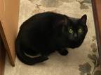 Adopt Smol a All Black Domestic Shorthair / Domestic Shorthair / Mixed cat in