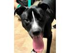 Adopt Thread a Black Pit Bull Terrier / Mixed dog in Savannah, GA (39677160)