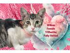 Adopt Willow a Tiger Striped Domestic Shorthair (short coat) cat in Hermitage