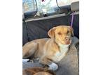 Adopt Maggie a Red/Golden/Orange/Chestnut - with White Boxer / Labrador