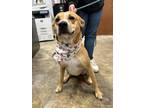 Adopt Kannon a Mixed Breed (Medium) / Mixed dog in Jonesboro, AR (40586004)