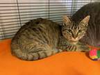 Adopt Snickers a Brown Tabby Domestic Shorthair (short coat) cat in Monmouth
