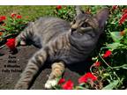 Adopt Zuzu a Gray, Blue or Silver Tabby Domestic Shorthair (short coat) cat in