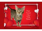 Adopt Ouija a Tiger Striped Domestic Shorthair (short coat) cat in Hermitage