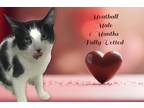 Adopt Meatball a Black & White or Tuxedo Domestic Shorthair (short coat) cat in