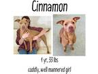 Adopt Cinnamon a Mixed Breed (Medium) / Mixed dog in Albany, GA (40584103)