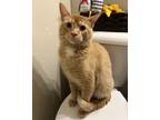 Adopt Cheesy Gordita Crunch a Orange or Red Domestic Shorthair (short coat) cat