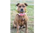 Adopt Molly - Adoptable a Affenpinscher / Mixed Breed (Medium) / Mixed dog in