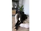 Adopt Henry (SC) a Labrador Retriever dog in San Angelo, TX (40556454)