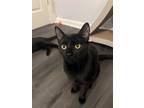 Adopt TIRION - ADOPTED a All Black Domestic Shorthair (short coat) cat in