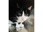 Adopt Teddy a Domestic Shorthair / Mixed (short coat) cat in Crystal Lake