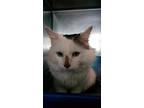 Adopt Ravioli a Domestic Mediumhair / Mixed (short coat) cat in PAHRUMP