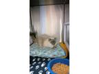 Adopt Shea a Siamese / Mixed (short coat) cat in PAHRUMP, NV (40097467)
