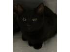 Adopt Jethro a Domestic Shorthair / Mixed (short coat) cat in Brownwood