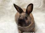 Adopt Brownie a Other/Unknown / Mixed rabbit in Fountain Valley, CA (40584077)