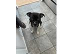 Adopt Melrose a Black - with White Mixed Breed (Medium) dog in New York